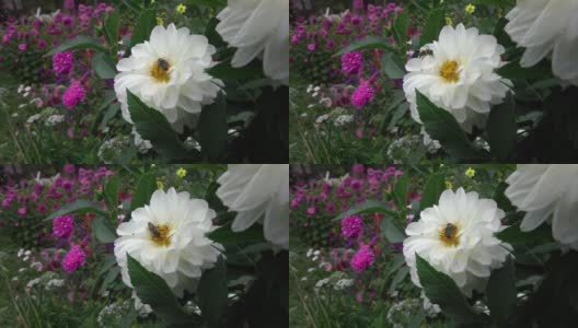 白色的秋花在花园里高清在线视频素材下载