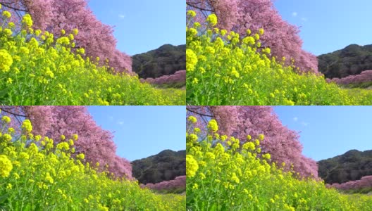 下嘉摩河边盛开的川崎樱花树和油菜花高清在线视频素材下载