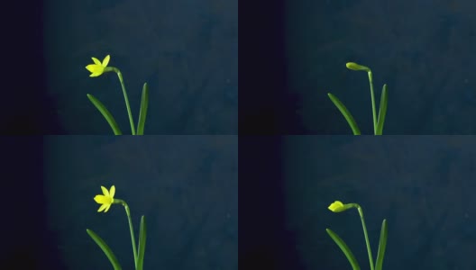 水仙花盛开的时间流逝剪出，经典的蓝色背景。4 k的视频。高清在线视频素材下载