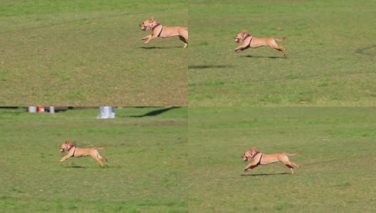 慢镜头跑步棕色狗取球在郊区悉尼公园新南威尔士澳大利亚高清在线视频素材下载