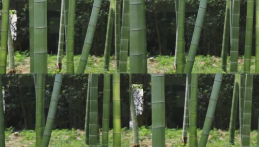 白天在美丽的竹林传统公园追踪高清在线视频素材下载
