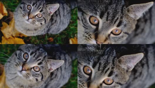 苏格兰直虎斑猫在秋天花园的枫叶。小猫portrette。宠物。高清在线视频素材下载