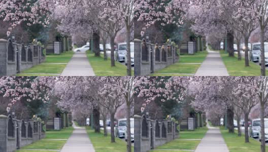 樱花盛开在温哥华城市的住宅大道上。春天的生活方式的概念。高清在线视频素材下载