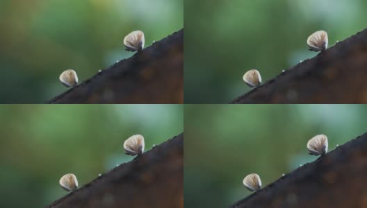 森林里的小蘑菇高清在线视频素材下载