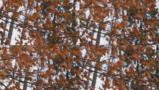 黄叶在风中摇摆高清在线视频素材下载