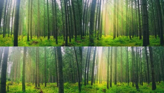 森林阳光自然神奇射线晨雾绿树高清在线视频素材下载