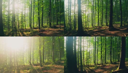森林阳光自然神奇射线晨雾绿树高清在线视频素材下载