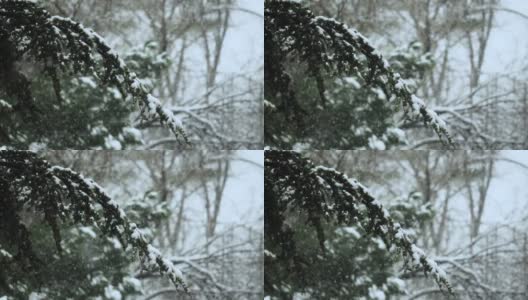 大雪从冷杉树枝上飘落。冬天的针叶树被雪覆盖。雪花飘落的慢镜头。在12月下雪的时候，雪松的树枝会闭合。高清在线视频素材下载