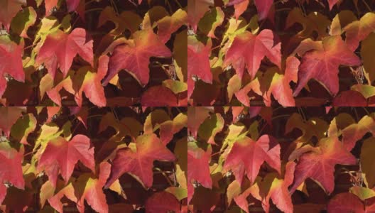 五颜六色的秋叶挂在墙上，在风中飘动，红色和金色。高清在线视频素材下载