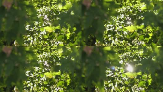 美丽的绿色充满活力的自然4k视频散景抽象背景。老树散焦的叶子，柔和的落日阳光透过树枝，微风吹过新鲜的树叶高清在线视频素材下载