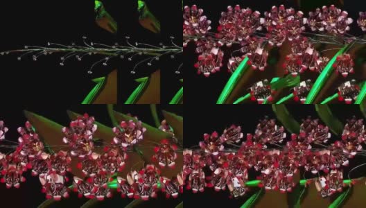 紫色风铃草植物3D渲染高清在线视频素材下载