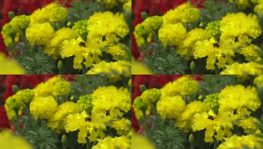 黄金盏花和大黄蜂收集花粉。花园里或公园里的花高清在线视频素材下载