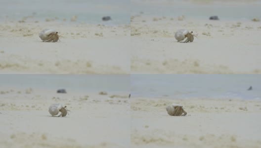 慢镜头:小寄居蟹在沙滩上爬行高清在线视频素材下载