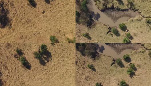 狮子接近水坑马赛马拉肯尼亚高清在线视频素材下载