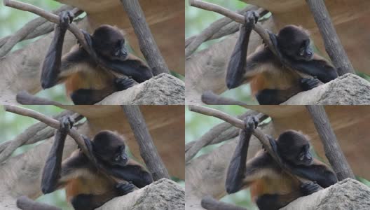 蜘蛛猴在树上睡觉高清在线视频素材下载