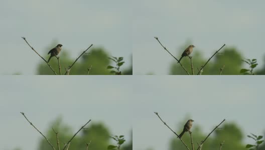 麻雀在沼泽地v形树枝上歌唱高清在线视频素材下载