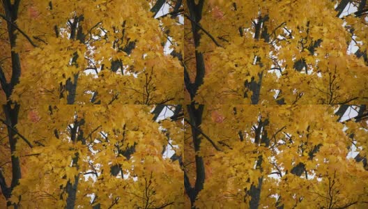 秋天黄色的枫叶在风中摇曳高清在线视频素材下载