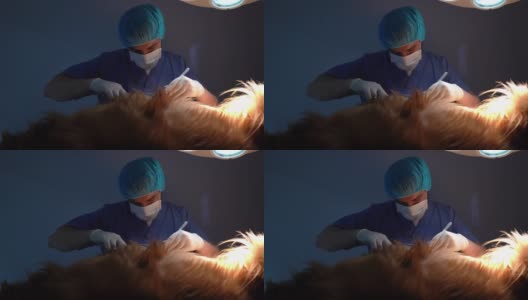 一名专注的兽医在诊所给一只狗做手术高清在线视频素材下载