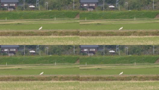 在佐渡岛的稻田里，曾一度灭绝的日本朱鹮高清在线视频素材下载