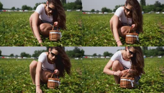 收集新鲜草莓在农场- 4K视频高清在线视频素材下载