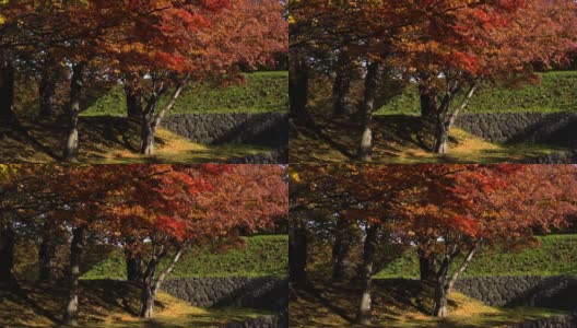 慢镜头- hd -风吹动公园里黄色和红色的树(秋日日出特写)高清在线视频素材下载