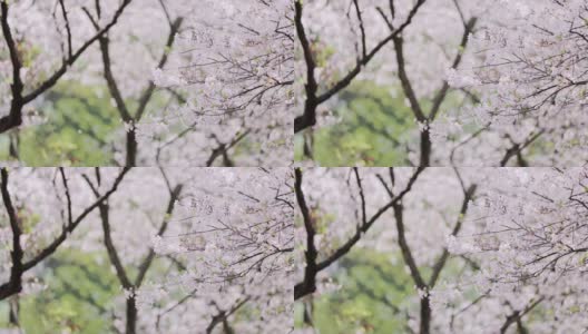 樱花落花的慢镜头高清在线视频素材下载