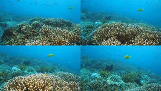 游过礁石，一条黄色的鱼游向镜头高清在线视频素材下载