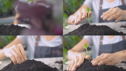 摄影小车近距离拍摄了妇女用手种植绿叶幼苗的画面高清在线视频素材下载