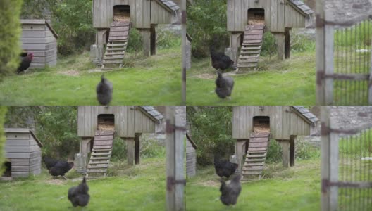 院子里的有机鸡高清在线视频素材下载