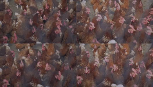 当地养鸡场的母鸡。铁丝网后面的一群母鸡。高清在线视频素材下载