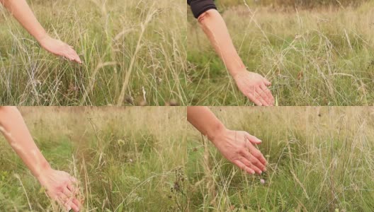 女孩走过草地，她的手触摸草地在日出。秋日自然在清晨。高清在线视频素材下载