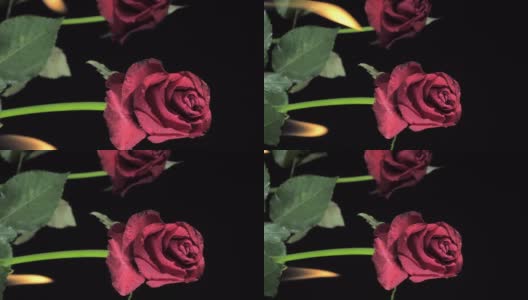 黑色房间里两朵玫瑰的垂直镜头。浪漫的概念高清在线视频素材下载