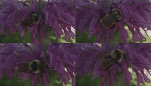 大黄蜂从蜂香花中采蜜的特写镜头高清在线视频素材下载