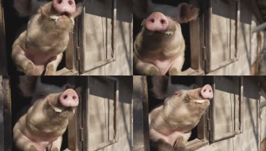 可爱可爱的猪高清在线视频素材下载