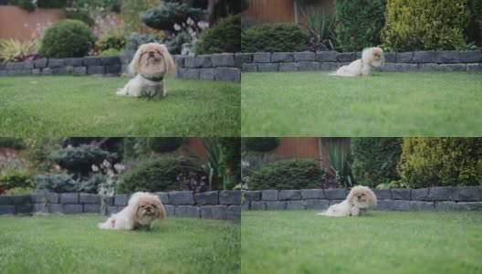 最可爱的纯种哈巴狗在草坪上休息，看着相机。狗粮，宠物零食高清在线视频素材下载