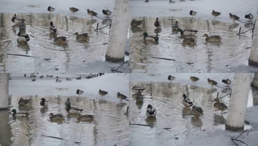 春天，鸭子在公园里融化的雪水坑里游泳。大自然在冬天过后苏醒高清在线视频素材下载