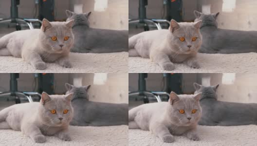 两只棕色大眼睛的英国灰猫正在羊毛地毯上休息高清在线视频素材下载