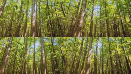 无人机镜头在松树间缓慢移动高清在线视频素材下载