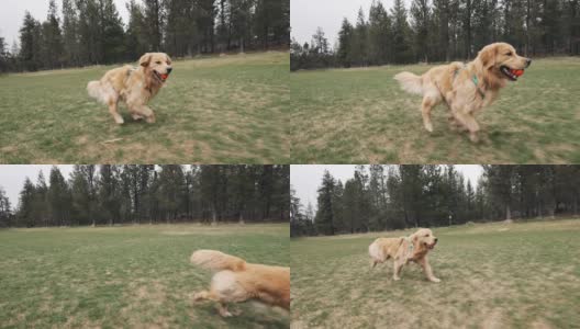快乐的金毛猎犬在慢动作中玩捡东西和奔跑高清在线视频素材下载
