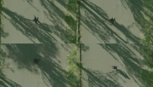 4K俯视图的人在森林或花园的树木中独自行走。孤独的男孩走在林间的小径或人行道上，林间有高大的绿树。阳光。慢动作高清在线视频素材下载