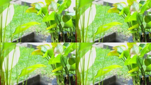 SLO MO绿色植物装饰高清在线视频素材下载