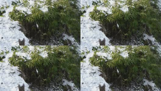 积雪覆盖的竹林，随风摇曳。高清在线视频素材下载