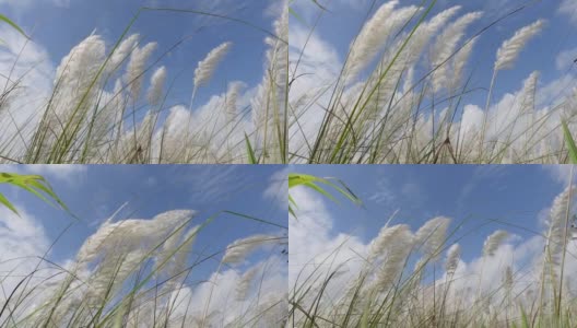 在秋风中，糖蜜花在蓝白色的天空中摇曳。它生长在通常被称为野生甘蔗和Kans草的休耕地上。特写视图。高清在线视频素材下载