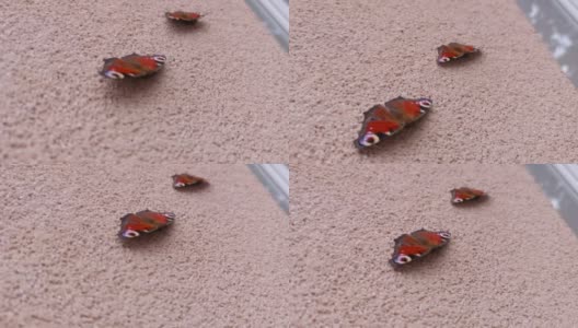 孔雀蝴蝶在建筑墙上高清在线视频素材下载
