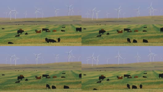 阿尔伯塔的风力涡轮机可再生能源高清在线视频素材下载