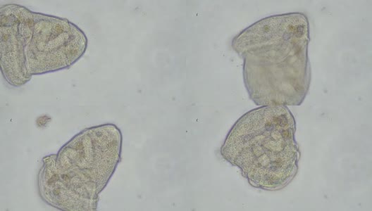 微生物高清在线视频素材下载