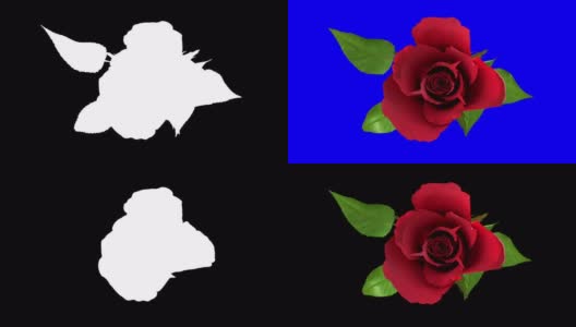 盛开的红玫瑰花与分离阿尔法通道掩膜在4K高清在线视频素材下载