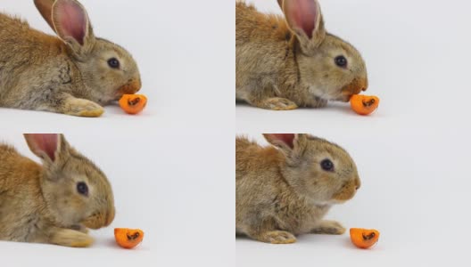 在摄影棚里，一只毛茸茸的可爱的棕色小兔子坐在那里，在灰色的背景下吃着新鲜的橙色胡萝卜。春节假期的概念。复活节兔子高清在线视频素材下载