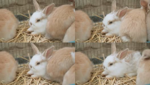 一群可爱的复活节毛绒绒的兔子，小兔子在草地上，近距离。高清在线视频素材下载