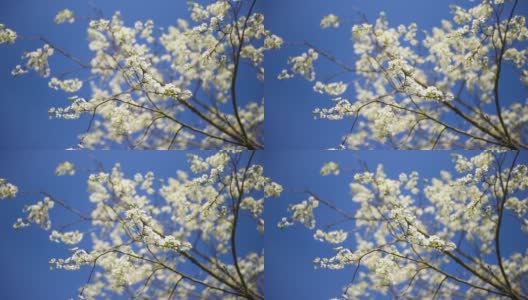 在阳光灿烂的花园樱花树与明亮的天空背景的特写照片高清在线视频素材下载